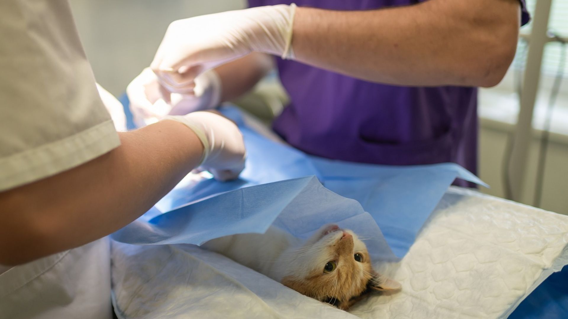 Dierenartsen onder vuur: ‘Jullie zijn zakkenvullers’