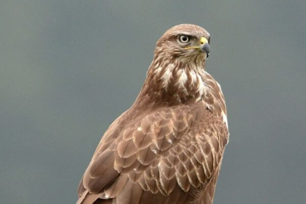Agressieve buizerd actief bij Geersweg in De Heurne: wandelaars en fietsers opgelet