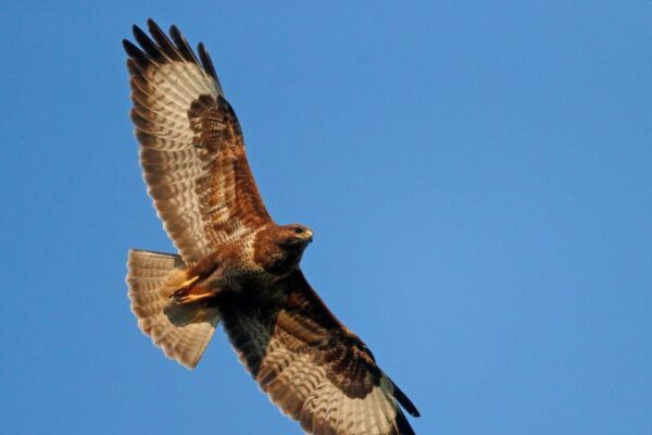 Agressieve buizerd actief in de Brinkheurne: voorzichtigheid geboden