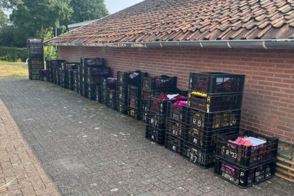Corso Rekken terug te kijken via 1Achterhoek TV