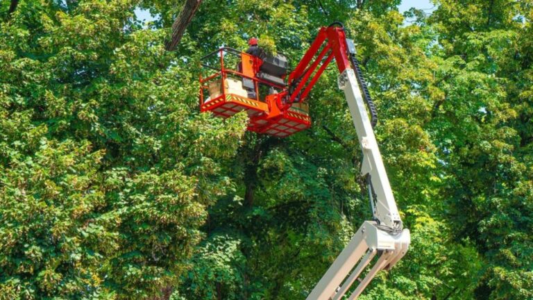 N819 tussen Aalten en Dinxperlo tijdelijk afgesloten wegens snoeiwerkzaamheden
